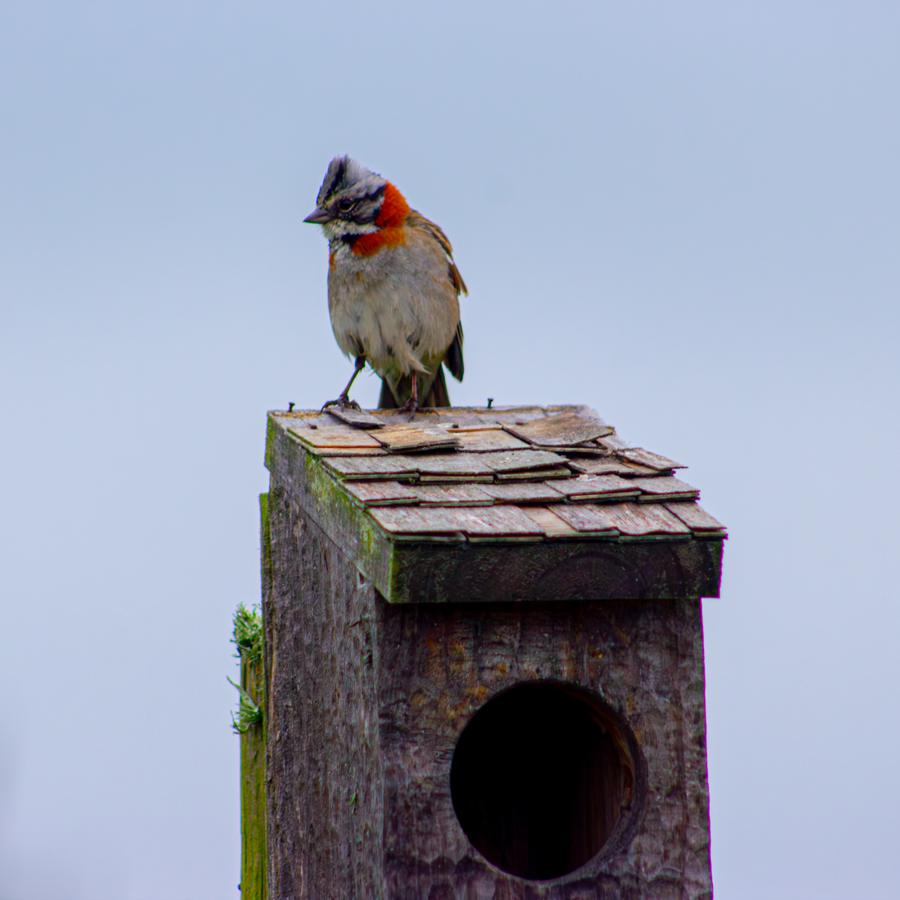 Chincol posado sobre una casa para aves de madera con techo de tejuelas